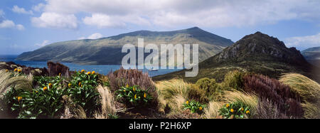 Les mégaherbes, Maori, oignon Bulbinella Rossi, l'île Campbell, îles subantarctiques, Nouvelle-Zélande Banque D'Images