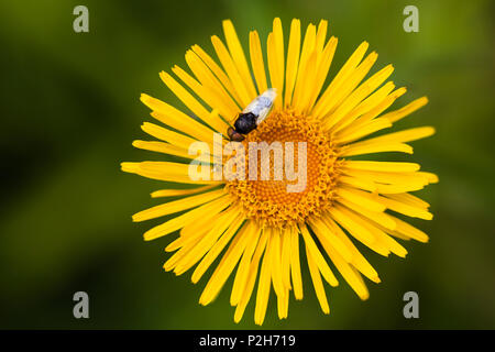 Oxeye Daisy jaune, Buphthalmum salicifolium, Bavière, Allemagne Banque D'Images