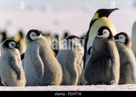 Poussins de manchots empereurs, Aptenodytes forsteri, mer de Weddell, l'Antarctique Banque D'Images