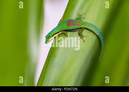 Jour bordée, Gecko Phelsuma lineata bifasciata, Canal de Pangalanes, Madagascar, Afrique de l'Est Banque D'Images
