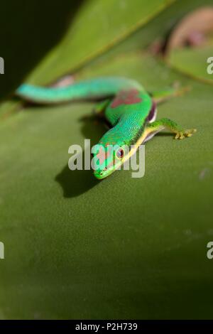 Jour bordée, Gecko Phelsuma lineata bifasciata, Canal de Pangalanes, Madagascar, Afrique de l'Est Banque D'Images