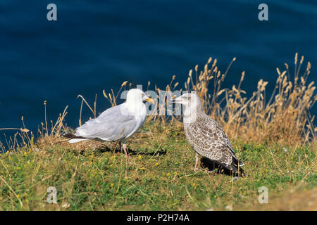 Avec les jeunes goélands argentés (Larus argentatus, Mer du Nord, Allemagne Banque D'Images