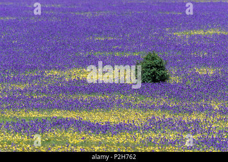 100 Graines Echium Plantagineum - Vipérine Plantain Naine - Mélange Couleurs - Fleurs Jardin Mellifères - 9