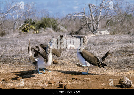 Blue-footed Boobies Sula nebouxii courtiser,,, îles Galapagos, en Équateur, en Amérique du Sud Banque D'Images