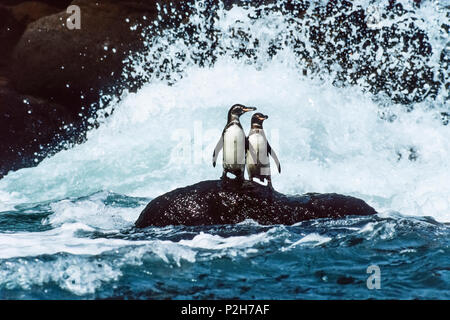 Les pingouins de Galápagos dans le surf, Spheniscus mendiculus, îles Galapagos, Equateur Banque D'Images