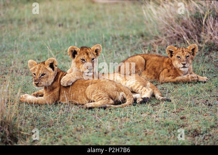 Les jeunes Lions africains, Panthera leo, Serengeti, Tanzanie, East-Africa Banque D'Images