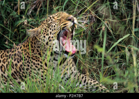 Leopard bâillement, Panthera pardus, Serengeti National Park, Tanzania, Africa Banque D'Images