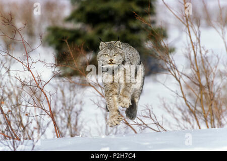 Dans la neige, le Lynx du Canada Lynx canadensis, d'Amérique du Nord Banque D'Images