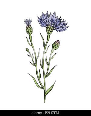 Illustration Vecteur de drap twig, croquis à l'illustration botanique gravure couleur vintage style - brunch wildflower meadow isolated on white Illustration de Vecteur