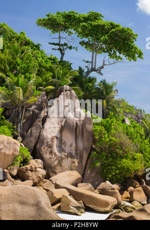 Arbre sur plage de Grand'Anse, l'île de La Digue, Seychelles Banque D'Images