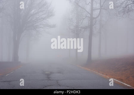 Route à travers la forêt de pins brûlés mystérieux dans le brouillard, Gran Canaria Banque D'Images