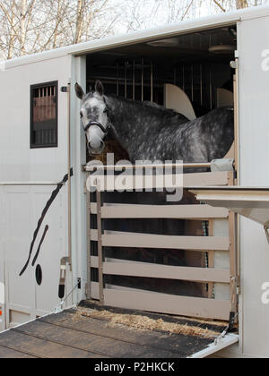 Belle tête de cheval gris pommelé qui sort de porte ouverte sur une remorque pour cheval. Cheval a dos-nu Banque D'Images