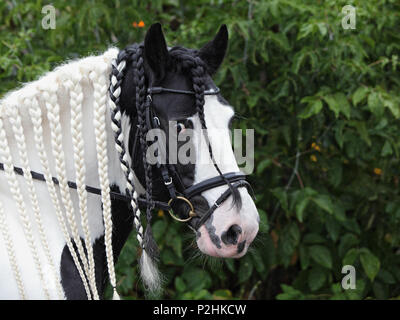 Portrait de poney Tinker sur buissons verts fond woods Banque D'Images