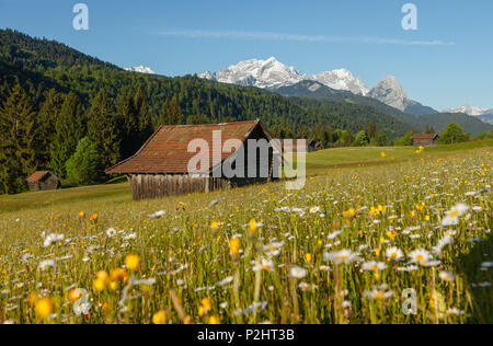 Grange à foin dans une prairie en fleurs, printemps, près de Garmisch-Partenkirchen, du Wetterstein, Alpspitze, Zugspitze, Werdenfelser L Banque D'Images