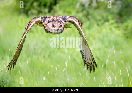 Eagle owl Bubo bubo dans l'approche silencieuse de l'air en Rhône-Alpes, le sanctuaire des oiseaux - oiseaux formés UK Banque D'Images