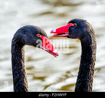 Parade nuptiale d'un couple de cygnes noirs Cygnus atratus tête pendillant et appelant Slimbridge - UK Banque D'Images