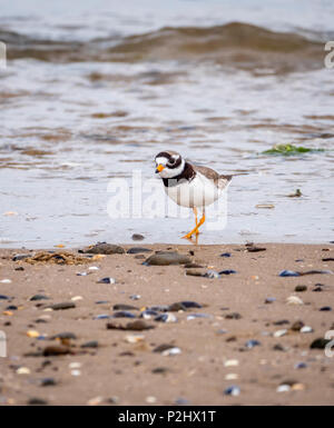 Common ringed Plover Charadrius hiaticula plumage en été adultes à Whiteford Beach sur la péninsule de Gower du sud du Pays de Galles UK Banque D'Images