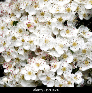 Fleurs cireuses d'aubépine Crataegus monogyna blossom Mai ou à la fin de mai dans le sud du Pays de Galles UK Banque D'Images