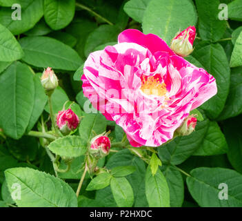 Joliment marbré de rose et blanc rose rose thé hybride Intuition pousse dans un jardin anglais en juin Banque D'Images