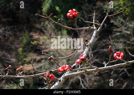 Soie rouge-Cotton Tree, ou rouge cotton tree, Syabrubesi, Langtang, Népal Banque D'Images