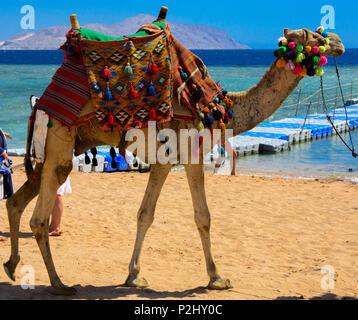 Un Bédouin chameau attaché avec une longue corde s'attendent les touristes sur une plage de sable au bord de la mer sur un fond de sable jaune. Le concept de Banque D'Images