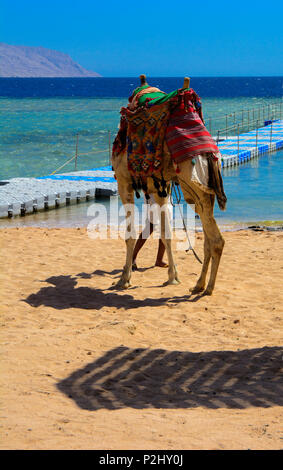 Un Bédouin chameau attaché avec une longue corde s'attendent les touristes sur une plage de sable au bord de la mer sur un fond de sable jaune. Le concept de Banque D'Images