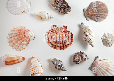 Collection de coquillages sur fond blanc. Banque D'Images