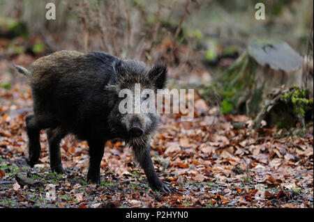 Le sanglier dans la forêt, automne, (Sus scrofa) Banque D'Images