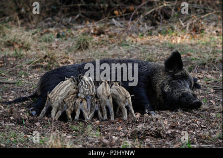 Les porcelets sanglier boire du lait de sa mère, le ressort (Sus scrofa) Banque D'Images