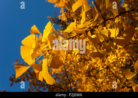 Feuilles d'un arbre de ginkgo en automne, Lat. Le ginkgo biloba, l'été indien, Pullach im Isartal, au sud de Munich, Haute-Bavière, Bavari Banque D'Images