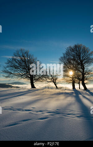 Arbres couverts de neige et le coucher du soleil, Schauinsland, près de Freiburg im Breisgau, Forêt-Noire, Bade-Wurtemberg, Allemagne Banque D'Images