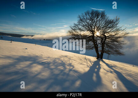 Arbres couverts de neige et le coucher du soleil, Schauinsland, près de Freiburg im Breisgau, Forêt-Noire, Bade-Wurtemberg, Allemagne Banque D'Images
