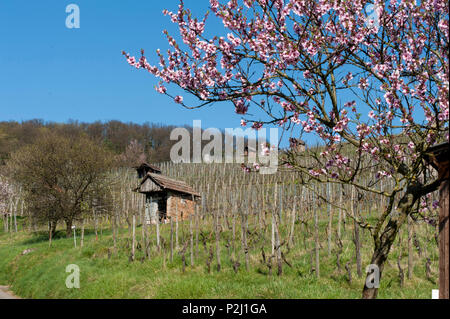 La floraison d'amandes dans les vignes, Heppenheim, Bergstrasse, Hesse, Allemagne Banque D'Images