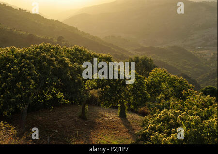 Châtaigniers dans la lumière du soir près de Gaucin, Serrania de Ronda, Andalousie, Espagne Banque D'Images