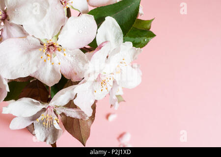 Close-up Vue de dessus de pink apple humide permanent fleurs en vase en verre sur fond rose pale. Banque D'Images