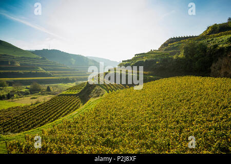 Collines et vignobles près Schelingen, Kaiserstuhl, Bade-Wurtemberg, Allemagne Banque D'Images