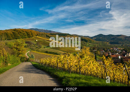 Vignes, Feldberg, près de Muellheim, Markgraeflerland, Forêt-Noire, Bade-Wurtemberg, Allemagne Banque D'Images