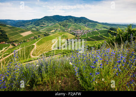 Vignes, Durbach, Ortenau, Forêt-Noire, Bade-Wurtemberg, Allemagne Banque D'Images