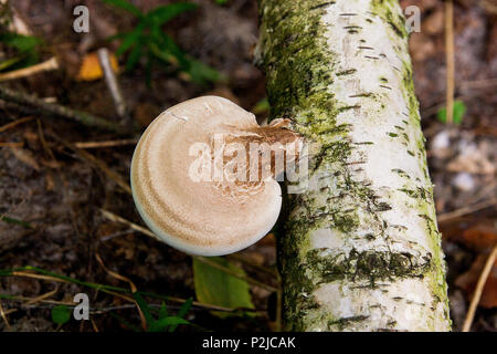 Merveilles de la forêt d'automne, très beau paysage bouleau recouverts de mousse et sur elle pousse beaucoup de champignons. Banque D'Images