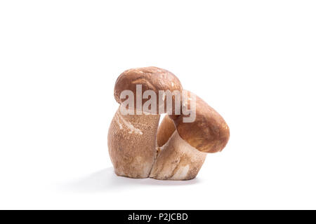 Récolté à l'automne étonnant triple champignon comestible boletus edulis (cèpes) connu sous le nom de champignons porcini isolé sur fond blanc. Banque D'Images