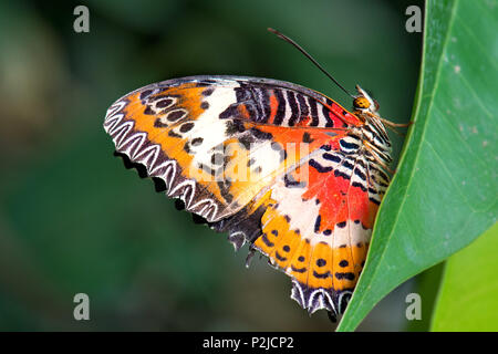 Leopard - Cethosia de chrysopes, ciane beau papillon orange et rouge à partir de forêts de l'Asie de l'Est. Banque D'Images