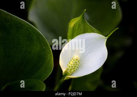 Bog arun, également appelé Wild Calla Calla des marais, l'eau, l'eau, l'Arum arum et l'eau-dragon, Calla palustris Banque D'Images