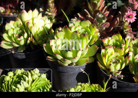 Les plantes succulentes sempervivum en pot lumineux Banque D'Images