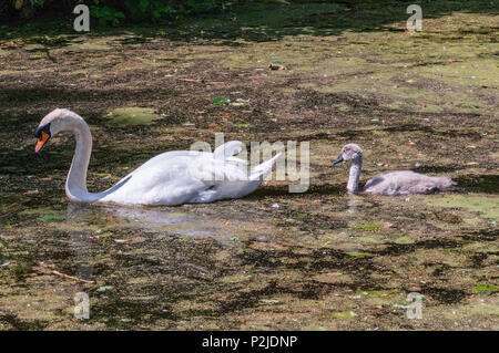 Les parents et la famille cygne muet cygnets sur le canal de Sankey. Banque D'Images