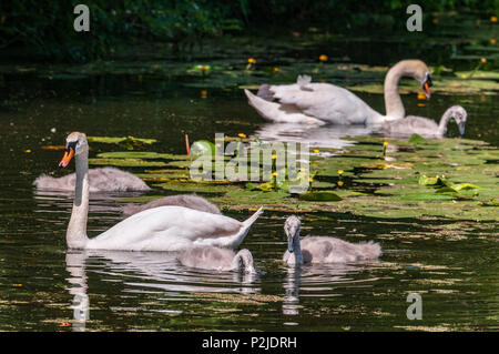 Les parents et la famille cygne muet cygnets sur le canal de Sankey. Banque D'Images