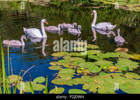 Les parents et la famille cygne muet cygnets sur le canal de Sankey. Banque D'Images