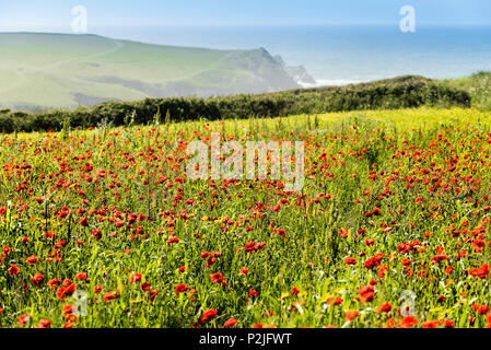 Coquelicot Papaver rhoeas poussant dans un champ au champs arables Projet sur West Pentire à Newquay en Cornouailles. Banque D'Images