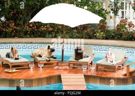 Titre original : BEVERLY HILLS CHIHUAHUA. Titre en anglais : BEVERLY HILLS CHIHUAHUA. Directeur : RAJA GOSNELL Film. Année : 2008. Credit : WALT DISNEY PICTURES / DAZA, Daniel / Album Banque D'Images