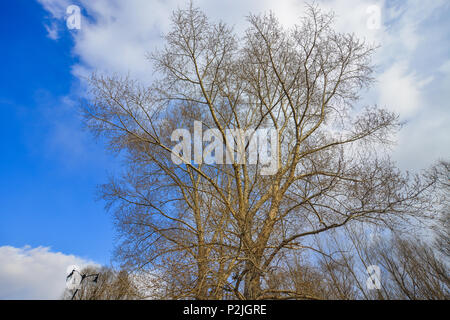 Arbres au parc d'hiver en journée ensoleillée. Banque D'Images