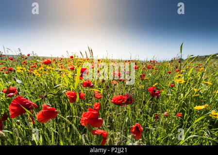 Coquelicot Papaver rhoeas fleurs de maïs et Glebionis segetum poussant dans un champ au champs arables Projet sur West Pentire à Newquay en Cornouailles. Banque D'Images